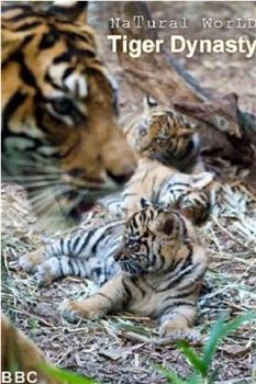 BBC 自然世界 虎之王朝在线观看和下载