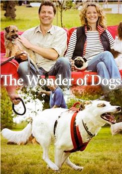狗狗的奇妙世界 第一季在线观看和下载