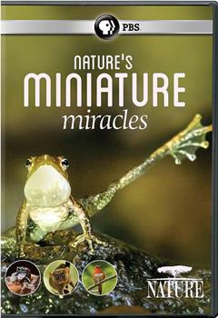 大自然：自然界的微型奇迹在线观看和下载