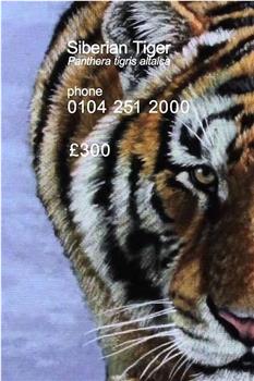 Siberian Tiger在线观看和下载